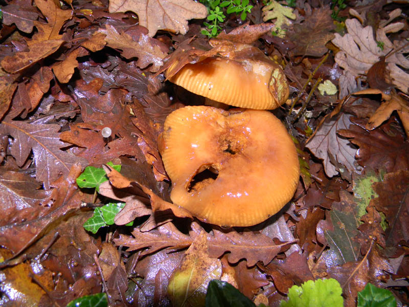 Russula fotog. il 30.11.2010.bosco di Quercia